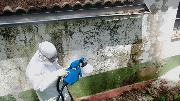 Trusted Mold Inspection service in Dania, FL - Cheap Mold Removal